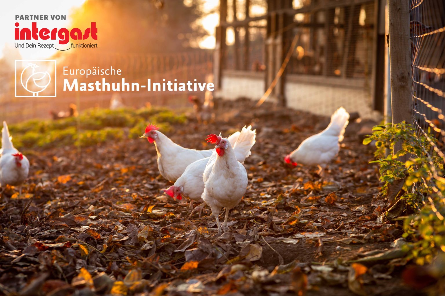 Europäische Masthuhn-Initiative: Für mehr Tierschutz INTERGAST ...